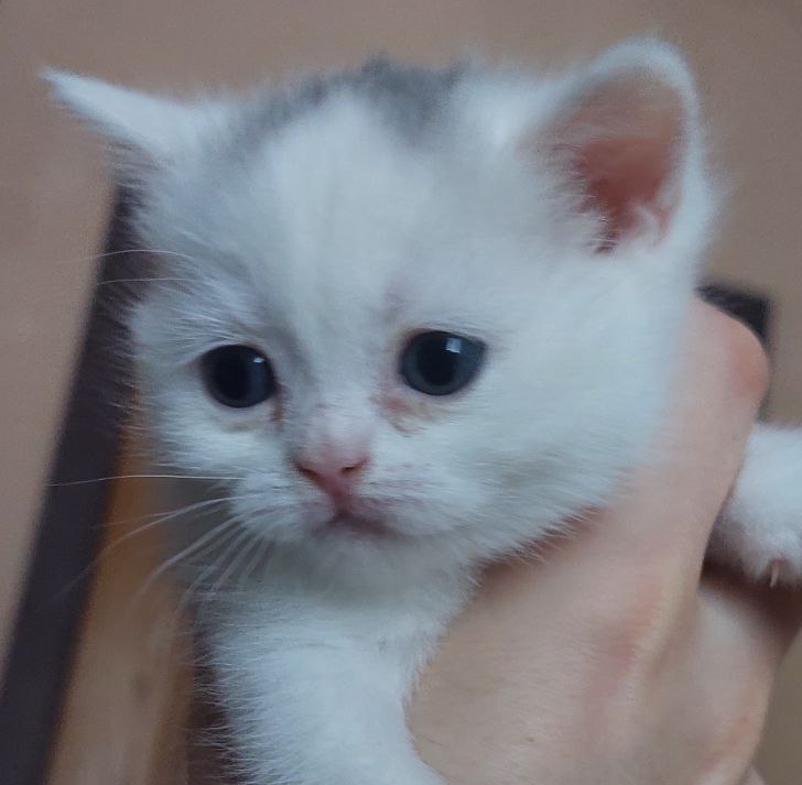 Художник