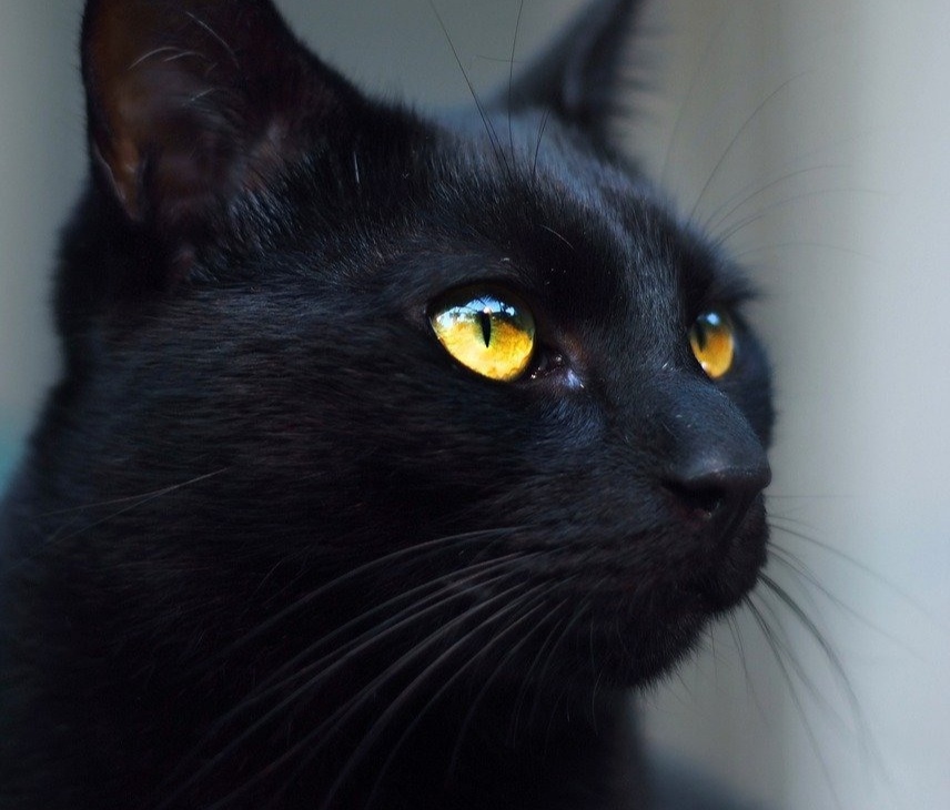 Литературный редактор